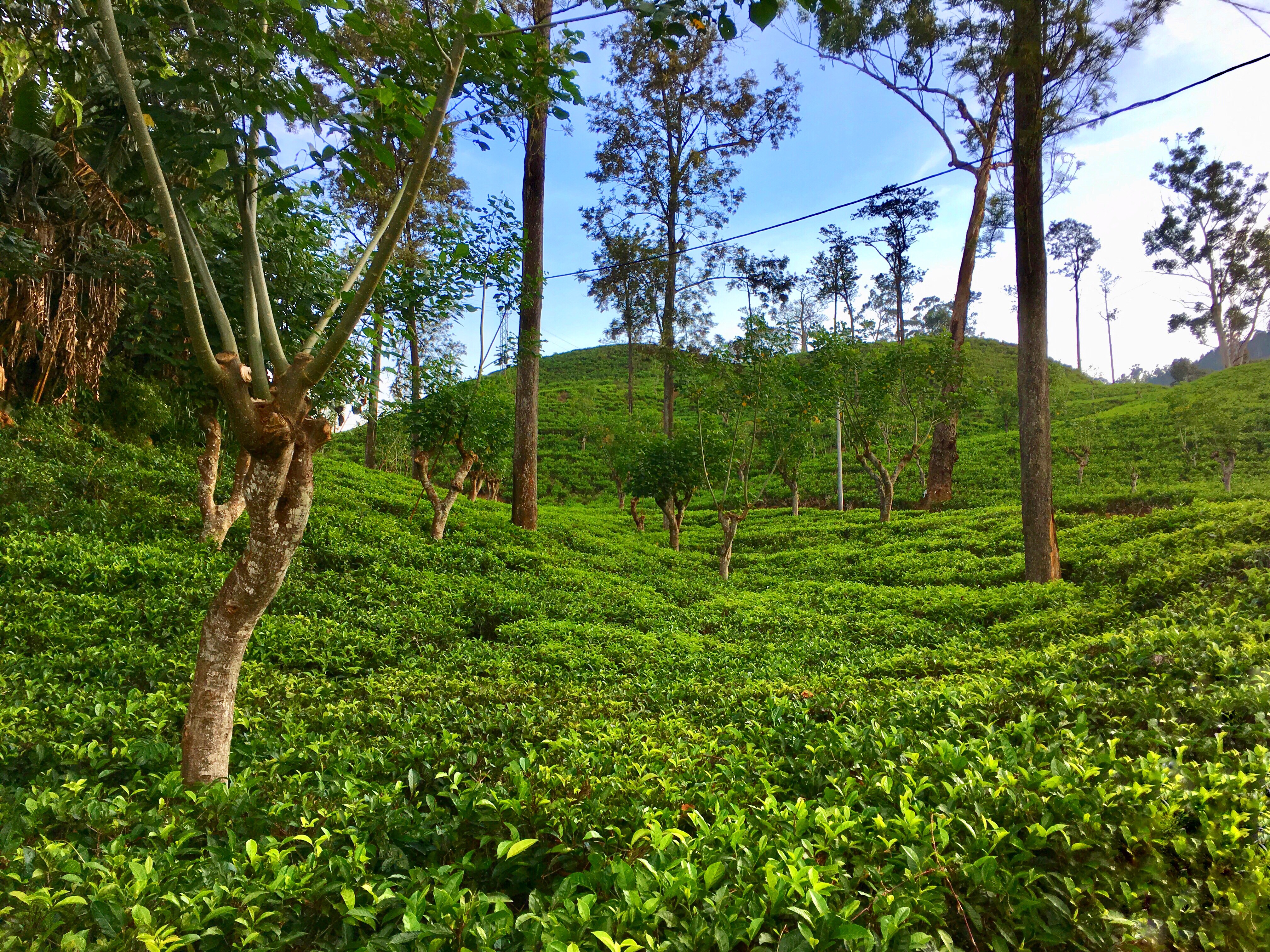 Ella, Sri Lanka, beautiful places