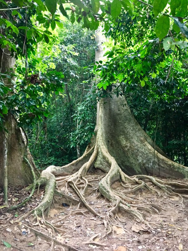 Taman Negara jungle, Malaysia