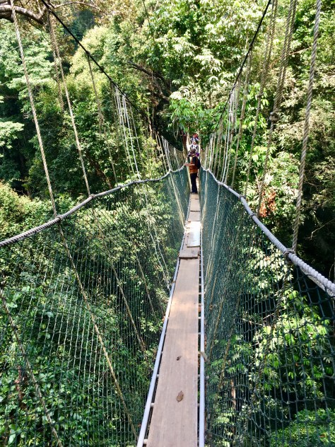 Taman Negara jungle, Malaysia, canopy walk