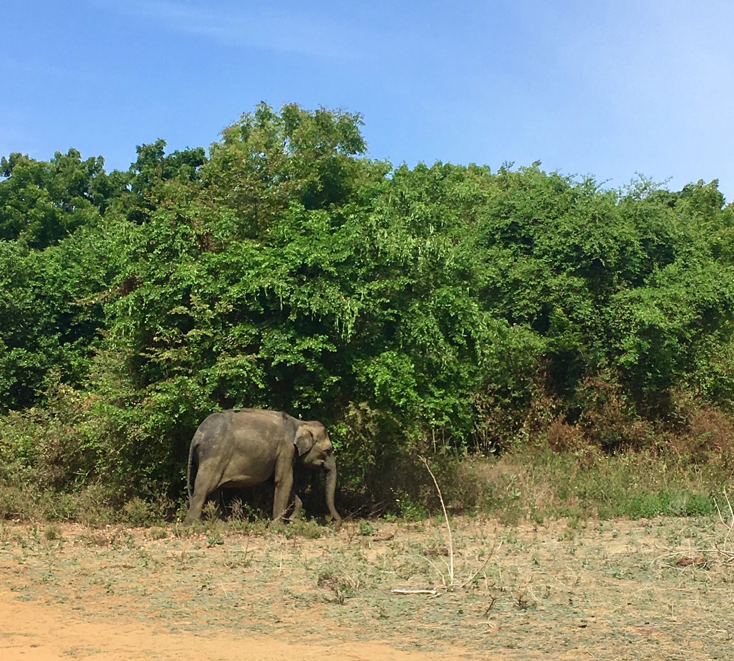 Sri Lanka, safari in Udawalawe, beautiful places