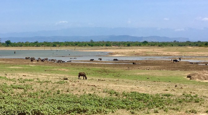 Sri Lanka: safari & wildlife in Udawalawe