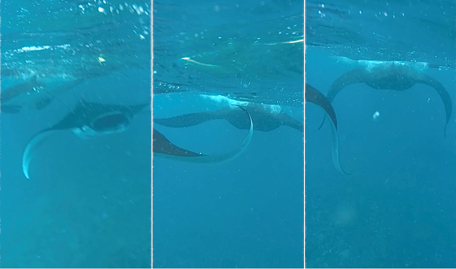 Swimming with manta rays in Nusa Penida, Bali, Indonesia
