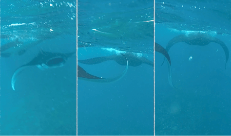 Swimming with manta rays in Nusa Penida, Bali, Indonesia