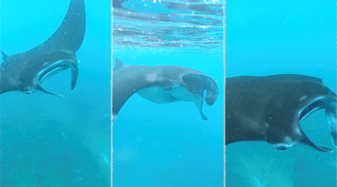 Swimming with manta rays in Nusa Penida, Bali, Indonesia
