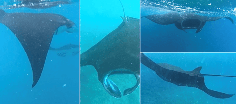 Swimming with manta rays in Nusa Penida, Bali, Indonesia