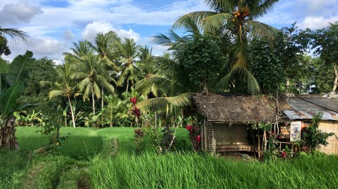 Ubud, Bali, rice paddies