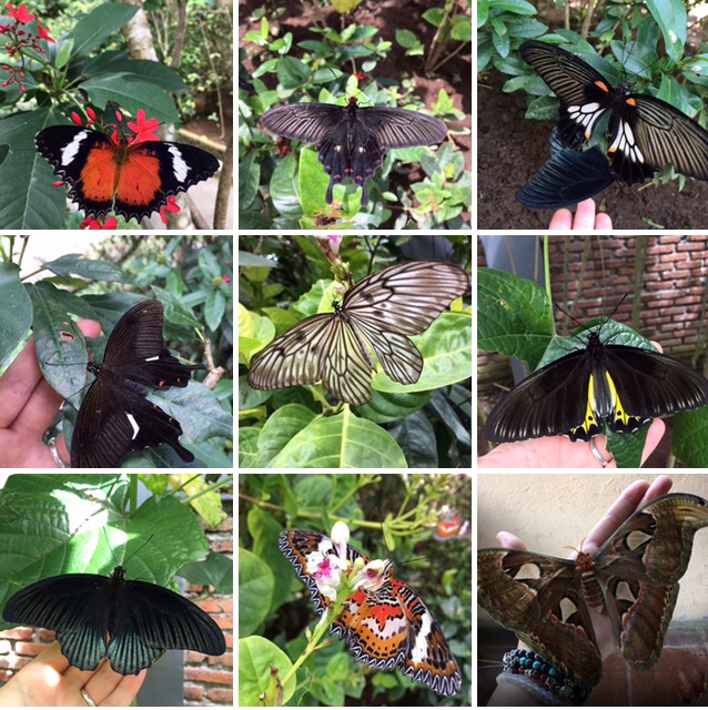 Butterflies in Bali, Butterfly Park