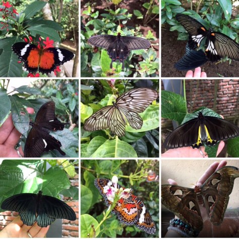 Butterflies in Bali, Butterfly Park