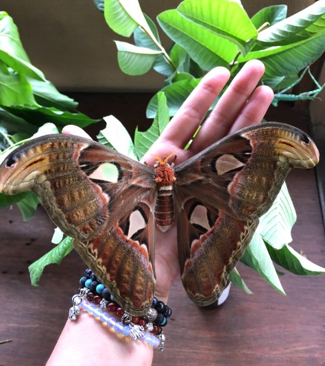 Bali, huge butterfly Atlas moth