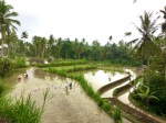 Rice field in Bali