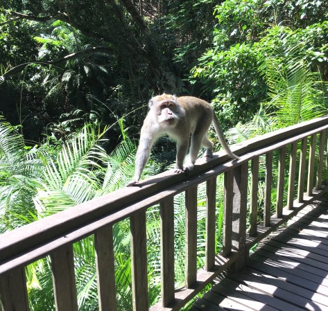 Monkey Forest Ubud, Bali, wildlife