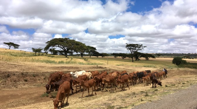 Kenya – Nairobi: start of  journey