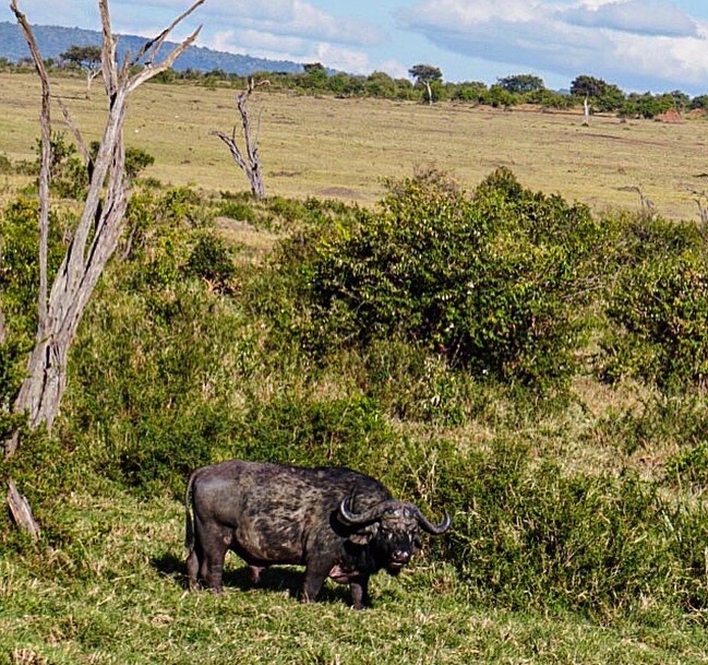 Maasai Mara buffalo, safari, Kenya