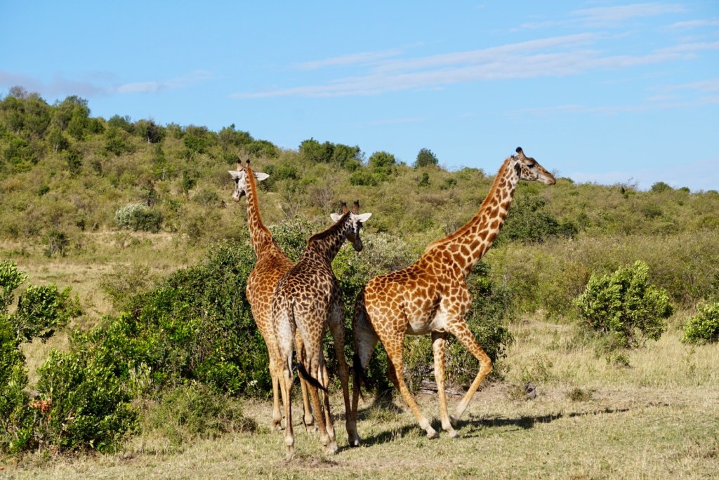 Maasai Mara safari, Kenya, African safari, giraffes, wildlife, nature, photography