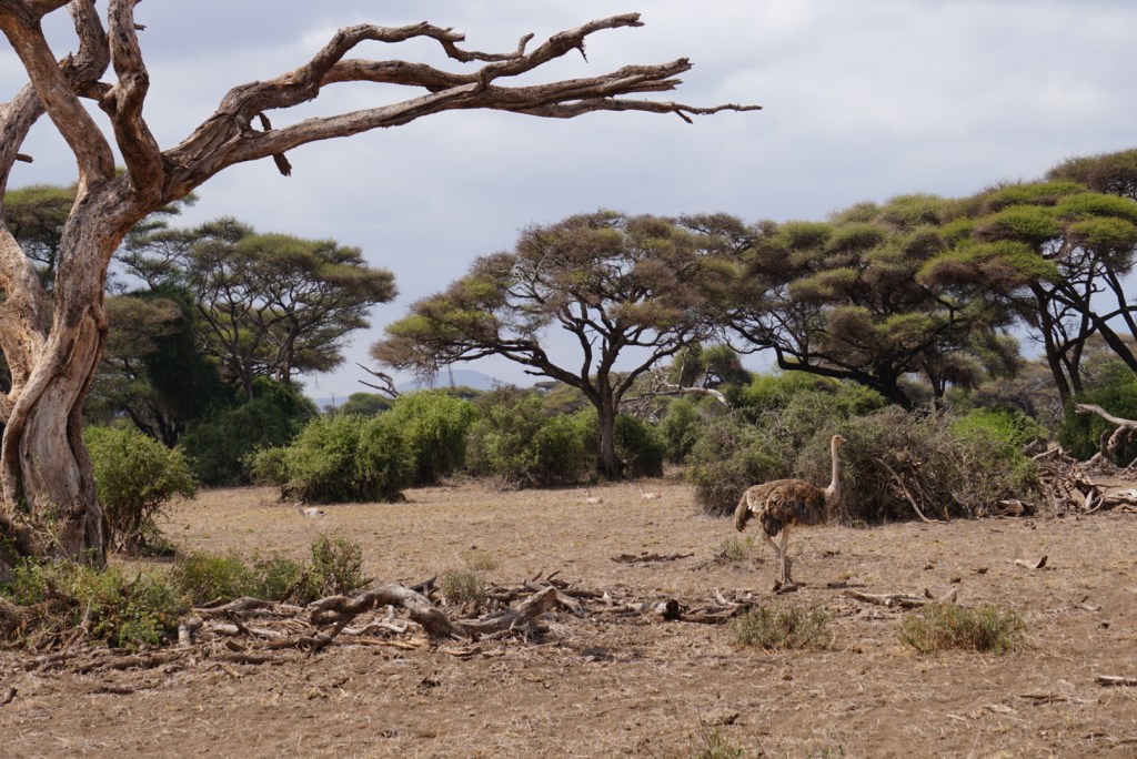 Maasai Mara, Kenya safari