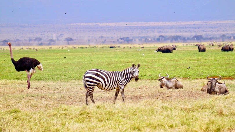Maasai Mara, wildlive, savannah, safari, Amboseli park, Kenya
