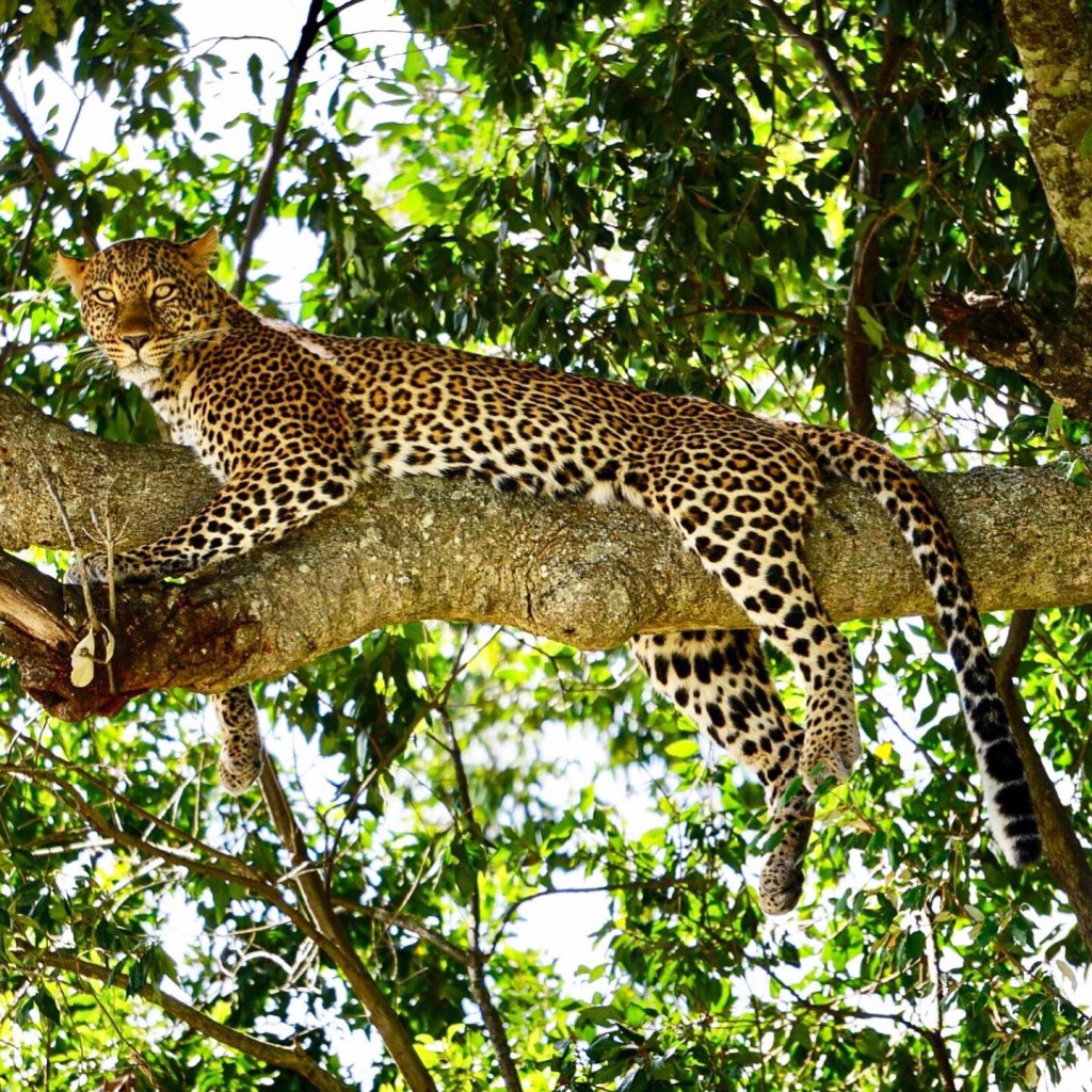 Kenya, Maasai Mara, The Great Migration, Serengeti, wildlife