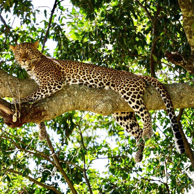 Kenya, Maasai Mara, The Great Migration, Serengeti, wildlife