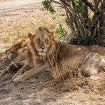 Kenya, Maasai Mara, The Great Migration, Serengeti, wildlife
