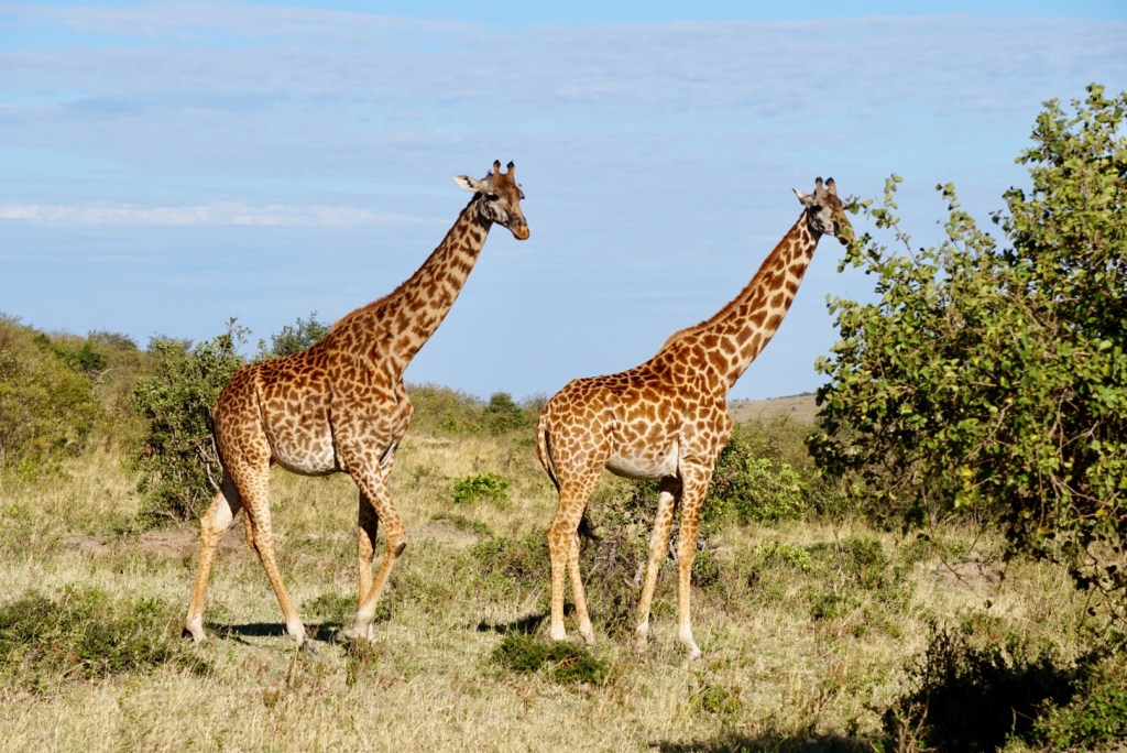 Kenya, Maasai Mara, The Great Migration, Serengeti