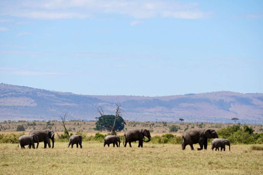 Kenya, Maasai Mara, The Great Migration, Serengeti, wildlife