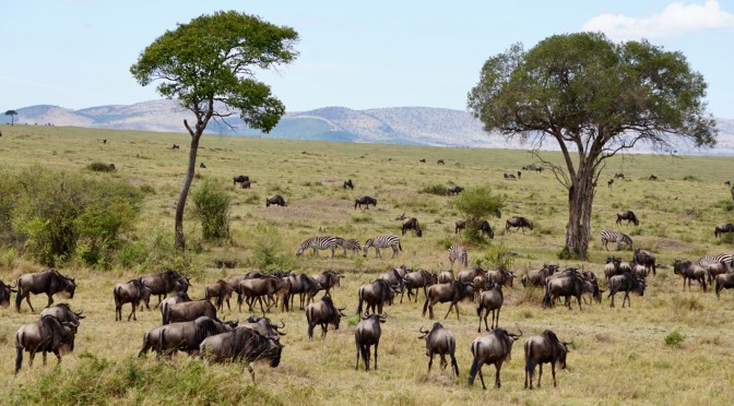 Kenya: 12H safari in Maasai Mara (2)
