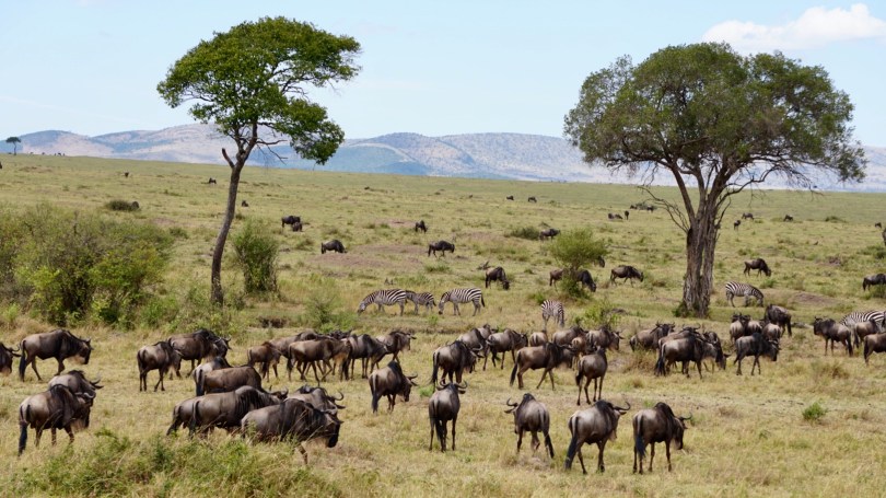 Kenya, Maasai Mara, The Great Migration, Serengeti