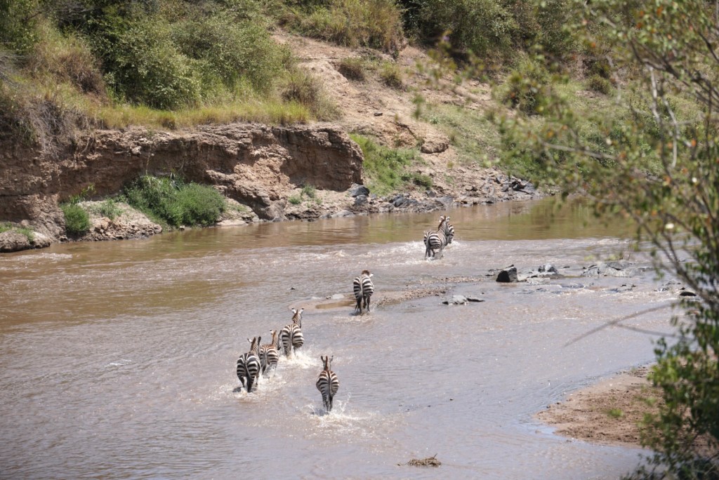 Kenya, Maasai Mara, The Great Migration, Serengeti, wildlife