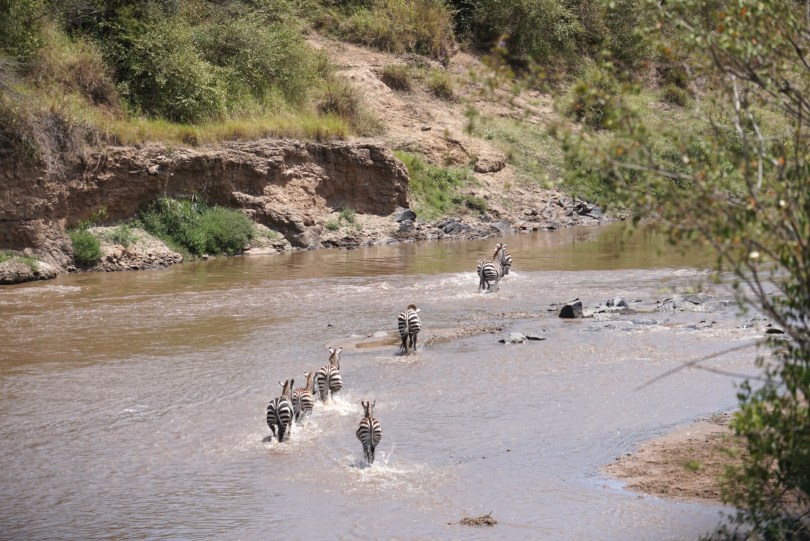 Kenya, Maasai Mara, The Great Migration, Serengeti, wildlife