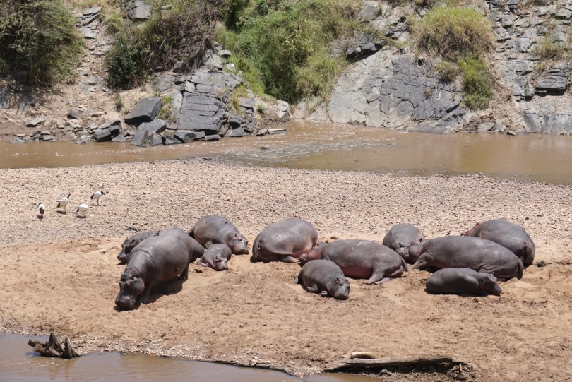 Kenya, Maasai Mara, The Great Migration, Serengeti, wildlife