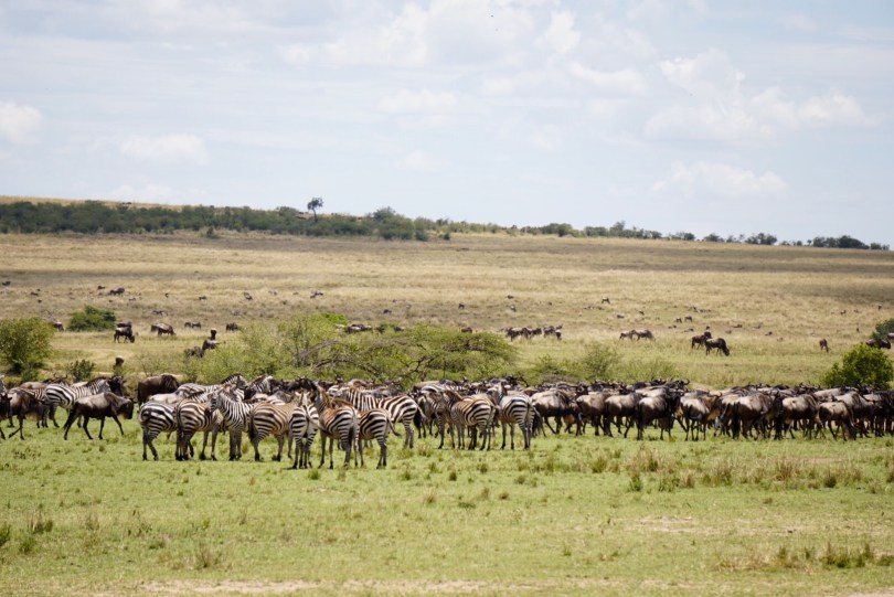 Kenya, Maasai Mara, The Great Migration, Serengeti