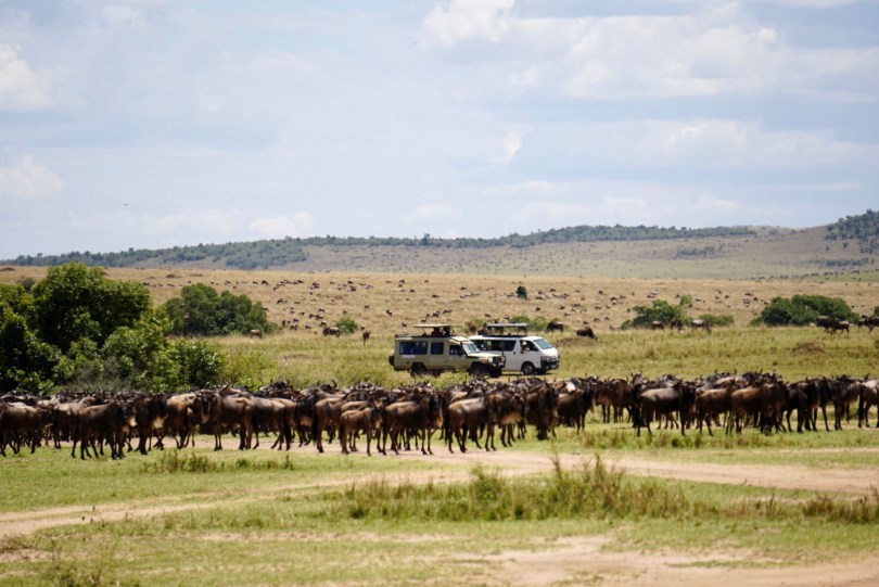 Kenya, Maasai Mara, The Great Migration, Serengeti, wildlife