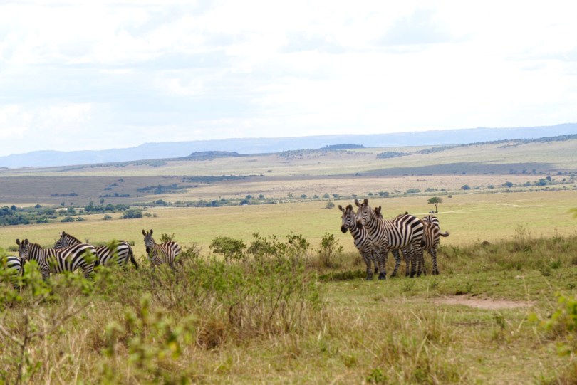 Kenya, Maasai Mara, The Great Migration, Serengeti, wildlife