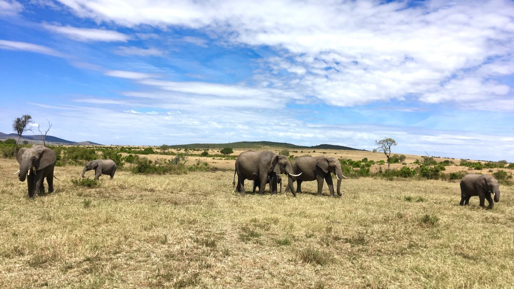 Kenya, Maasai Mara, The Great Migration, Serengeti, wildlife