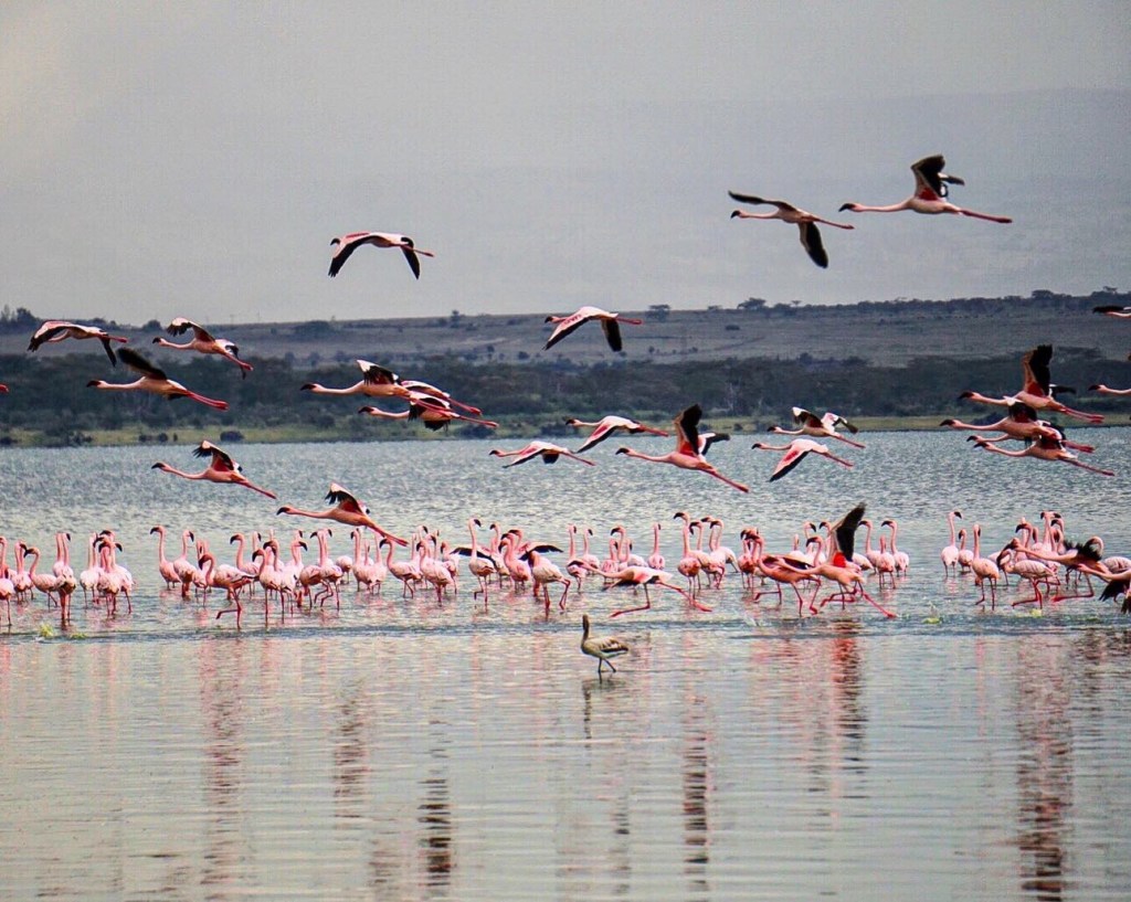 Flamingos flying over Lake Naivasha, Kenya