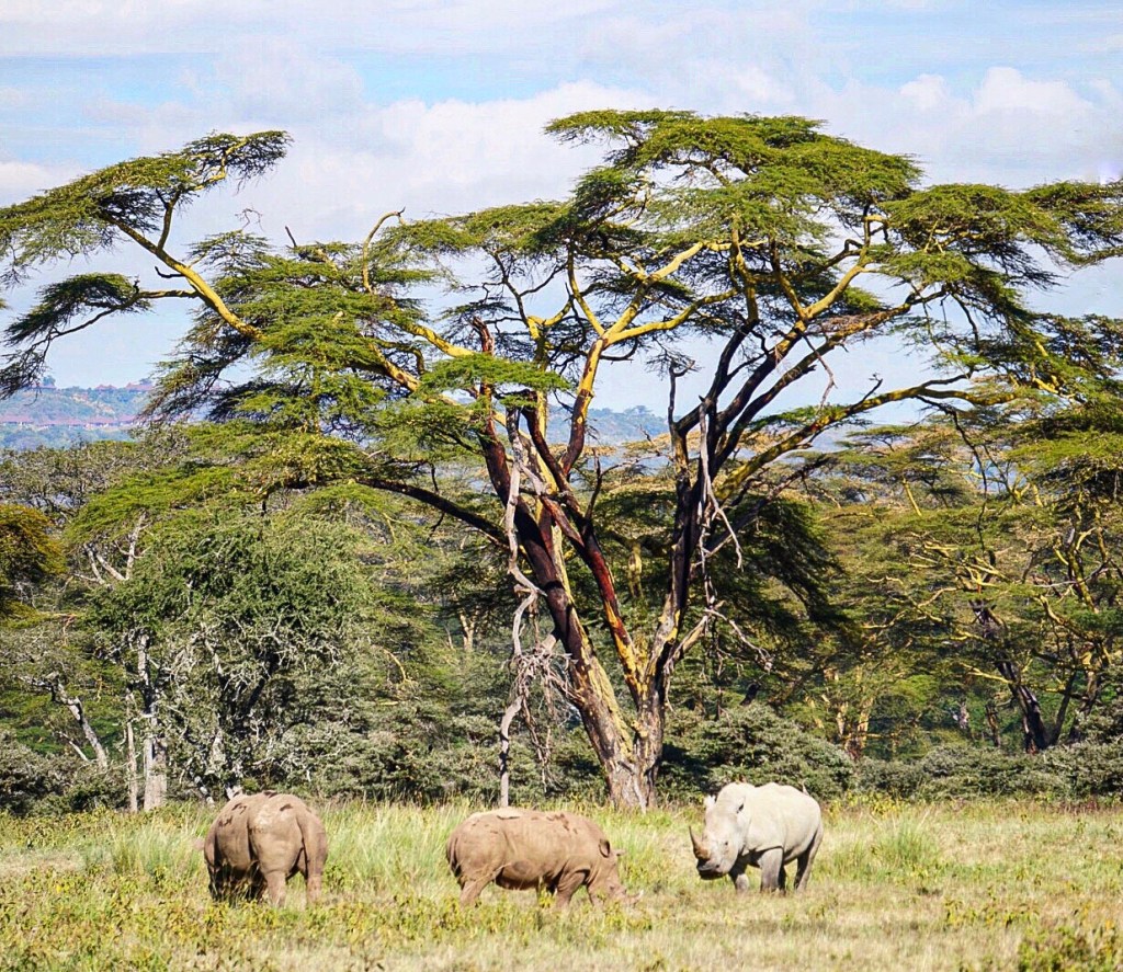 Rinos in Naivasha Park, Kenya