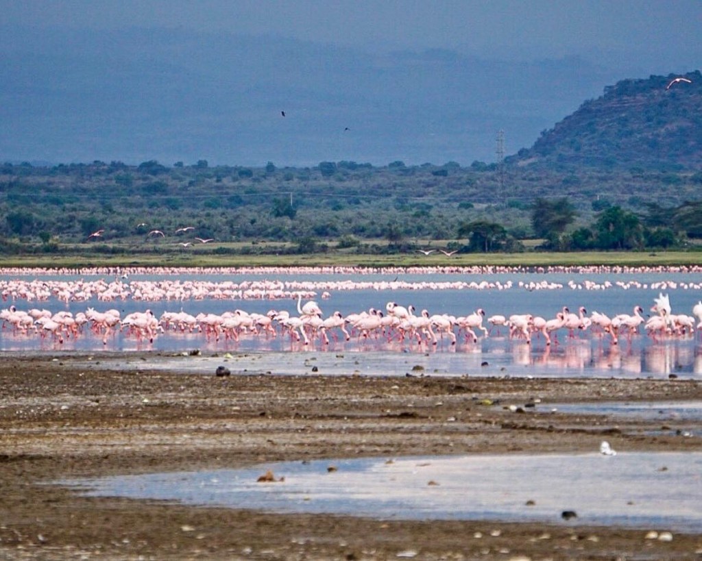 Flamingos on Lake Naivasha, Kenya