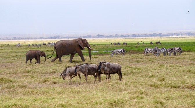 Kenya: the Big 5, flamingos and night safari