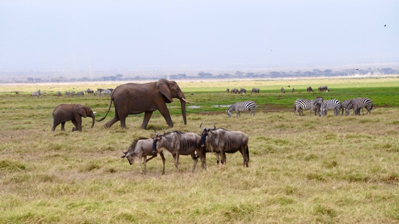 Kenya, safari in Amboseli