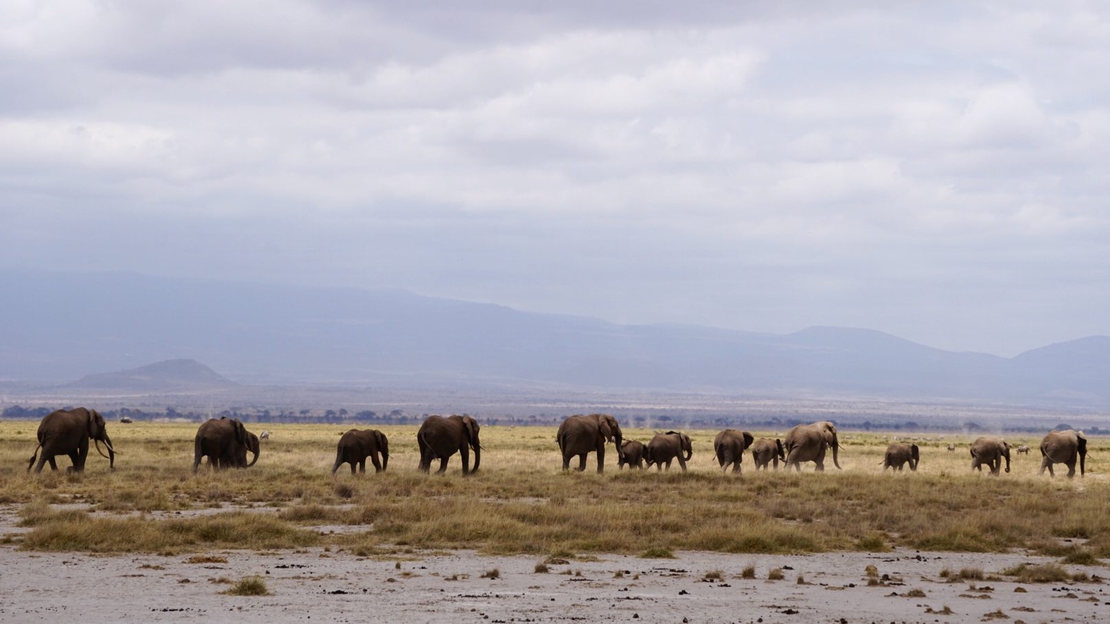 Amboseli Park, Kenya