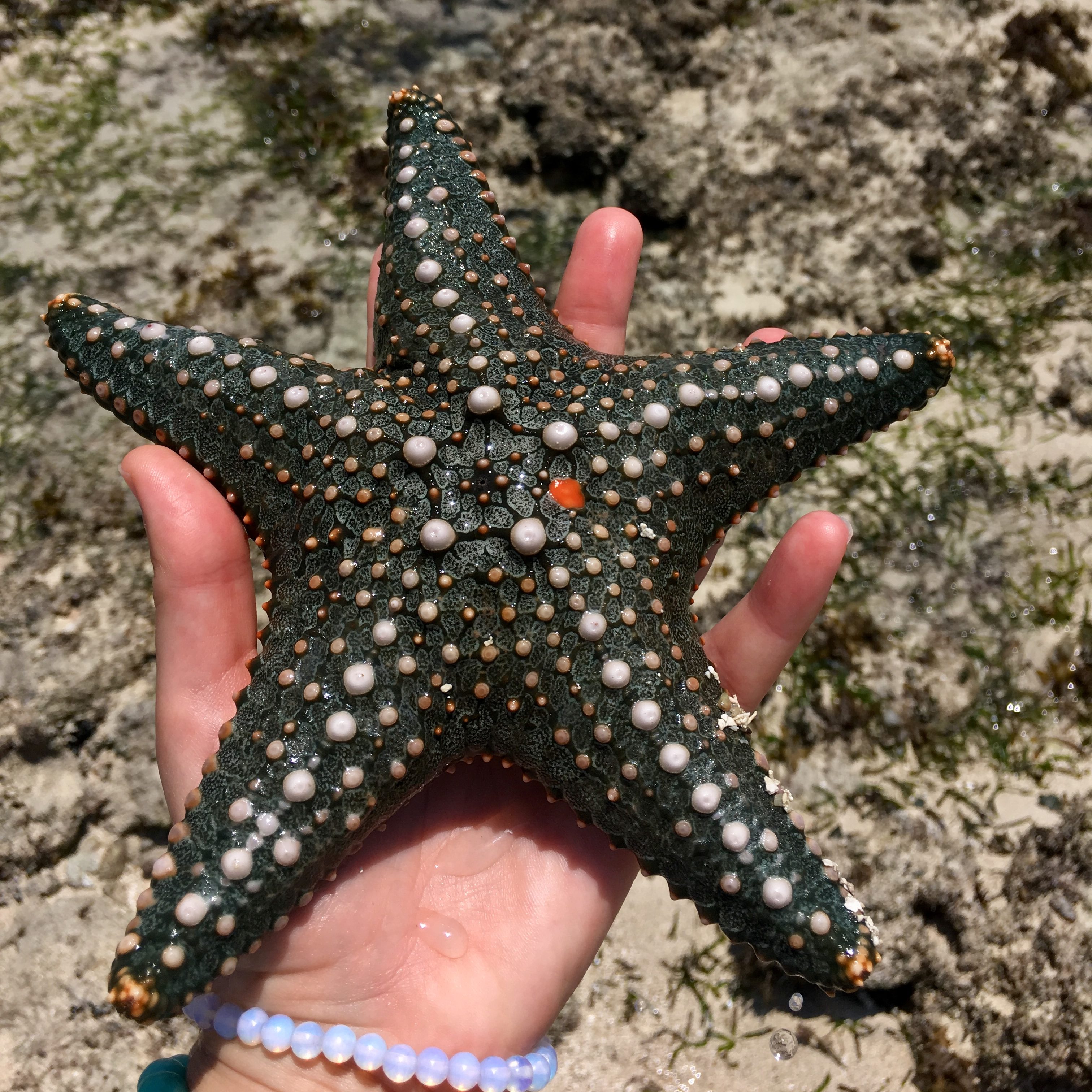 Diani Beach, star fish